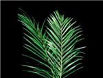 Areca Palm Areca Palm