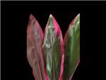 Red Asparagaceae