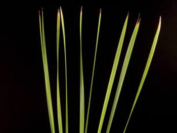 Rustle Reed Australia