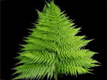 Rainbow Fern Australia