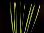 Rustle Reed Australia