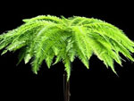 Umbrella Fern Australia