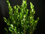 Myrtle