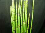 Equisetum California