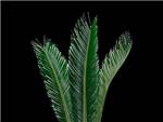 Sago Palm Sago Palm