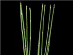 Equisetum laevigatum Equisetaceae