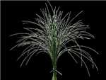 Bear Grass Bear Grass