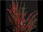 Lepto Red Myrtaceae